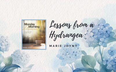 Lessons from a Hydrangea by Marie Joynt